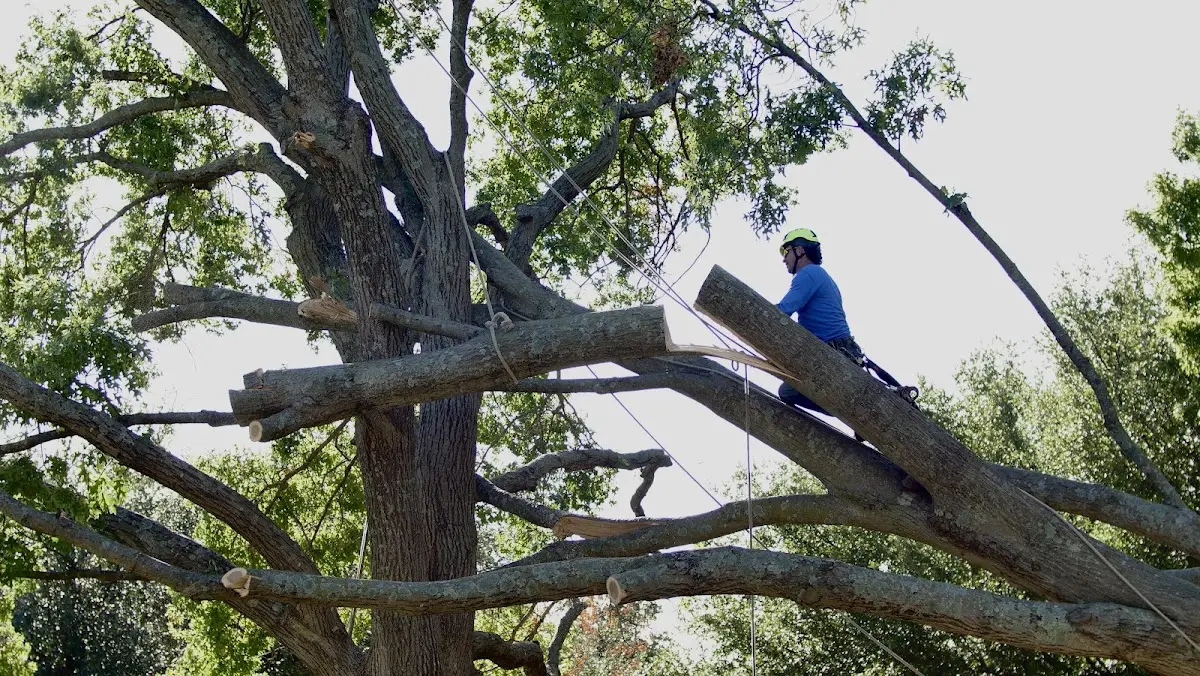 Professional Crown Thinning performed by certified arborists in Pattersonville