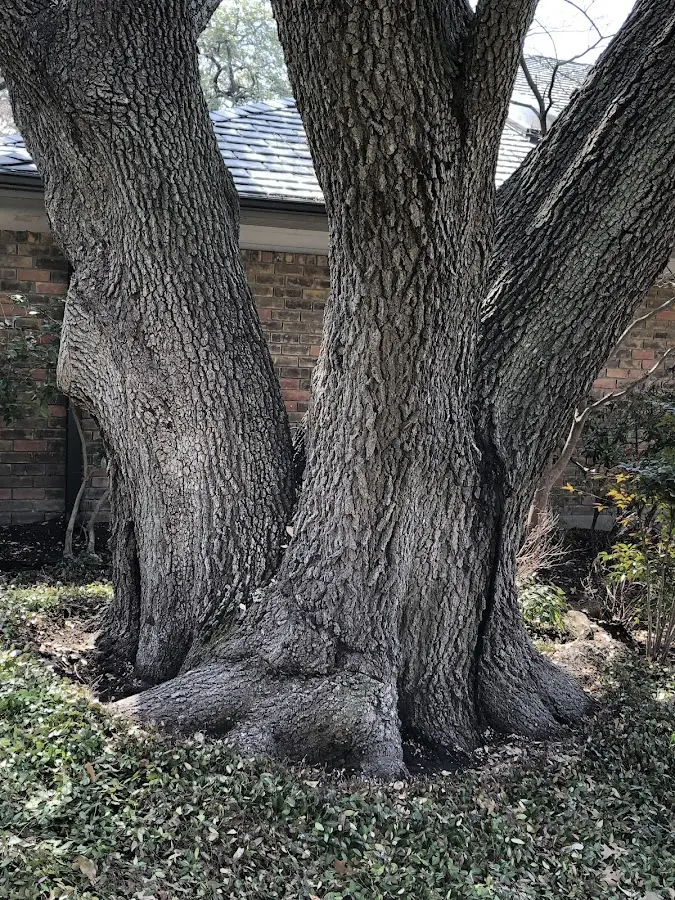 Mature heritage tree close to a Pattersonville property cared for by certified arborists